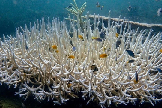 Nhiệt độ đại dương tăng kỷ lục, hơn 60% rạn san hô toàn cầu bị tẩy trắng