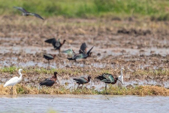 Phát hiện loài chim quắm đen quý hiếm ở Thừa Thiên-Huế