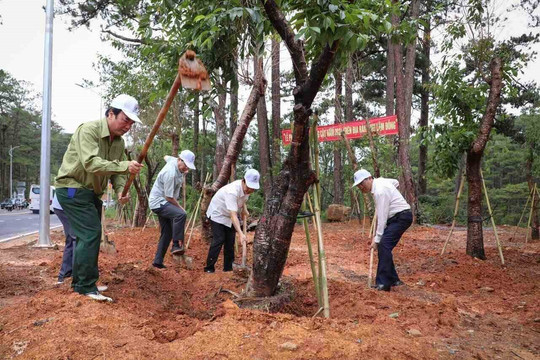 Lâm Đồng trồng hàng ngàn cây xanh dọc tuyến đèo Prenn