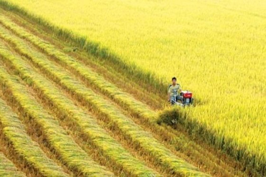 Sản xuất lúa hướng hữu cơ, xây nền móng giảm phát thải ở Ninh Bình