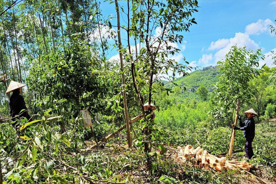 Quảng Nam: Huyện Đại Lộc phấn đấu có 1.000ha diện tích rừng trồng đạt chứng chỉ FSC