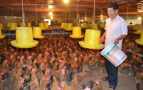 Thái Nguyên: Thực hiện bảo vệ môi trường trong chăn nuôi ở TP Phổ Yên