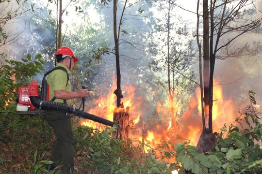 Thái Nguyên tăng cường phòng cháy, chữa cháy rừng trước những đợt nắng nóng gay gắt