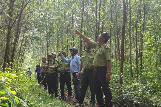 Bắc Giang phấn đấu có 20% rừng gỗ lớn