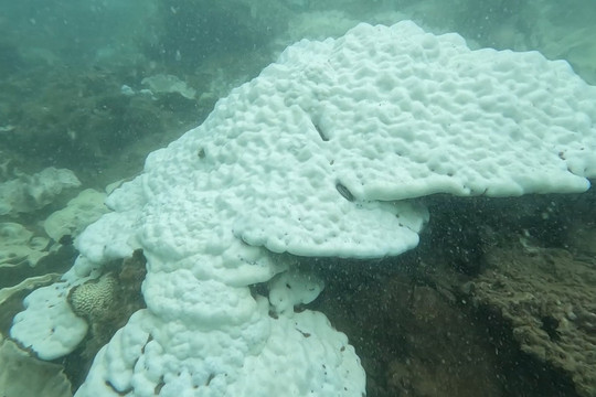 Bà Rịa - Vũng Tàu: Côn Đảo tái diễn hiện tượng san hô bị tẩy trắng, chết diện rộng