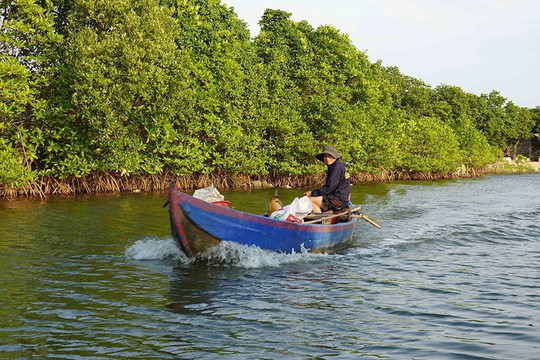 Lợi ích từ việc phục hồi rừng ngập mặn tại Bình Định