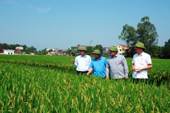 Nghệ An thử nghiệm phát hành tín chỉ các-bon trên 6.000ha lúa vụ xuân 2024