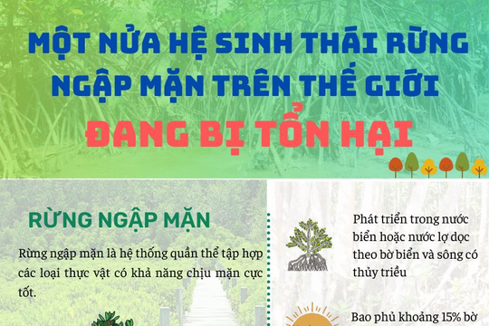 [Infographic] Một nửa hệ sinh thái rừng ngập mặn trên thế giới đang bị tổn hại