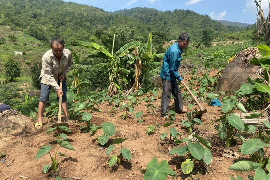 Nhiều diện tích trồng khoai sọ ở Lai Châu bị ảnh hưởng do nắng nóng