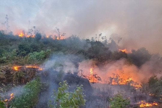 Phú Yên: Cảnh báo nguy cơ cao xảy ra cháy rừng do nắng nóng