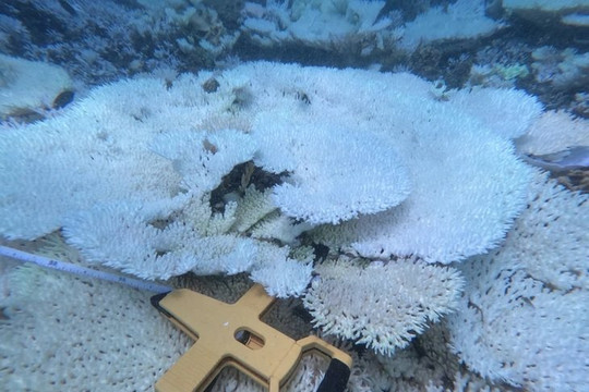 Nguyên nhân san hô biển Côn Đảo bị tẩy trắng, chết diện rộng