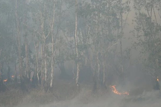Thiệt hại khoảng 17ha rừng tràm trong vụ cháy Vườn quốc gia Tràm Chim
