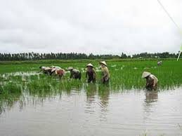 Đà Nẵng: Khôi phục sản xuất lúa do thiếu nước, nhiễm mặn