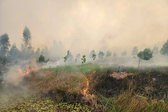 Chủ tịch tỉnh Đồng Tháp yêu cầu trồng lại khu rừng bị cháy tại Vườn Quốc gia Tràm Chim