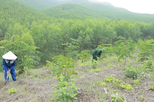 Quảng Ninh: Tích cực thực hiện mục tiêu trồng rừng gỗ lớn