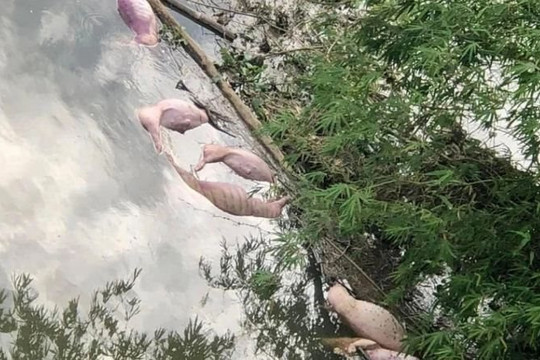 Hà Tĩnh: Tìm ra thủ phạm vứt hàng chục con lợn chết xuống sông Ngàn Trươi