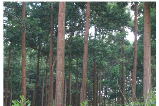 Đà Nẵng khuyến khích người dân tích cực tham gia chính sách trồng rừng gỗ lớn