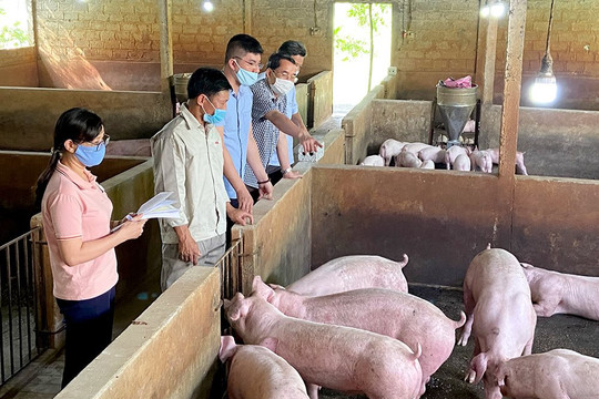 Quảng Trị: Phát triển chăn nuôi gắn với bảo vệ môi trường