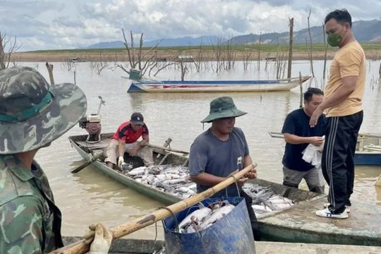 Làm rõ nguyên nhân hơn 25 tấn cá lăng chết bất thường ở hồ thủy điện Ya Ly