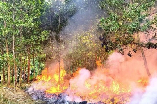 Cảnh báo nguy cơ cháy rừng ở Thanh Hóa