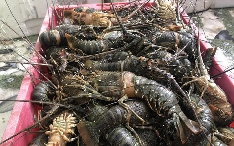 Phú Yên: Tôm hùm, cá lại chết hàng loạt gây thiệt hại lớn
