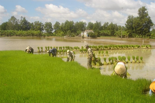 Lũ tháng 7 ở Đồng bằng sông Cửu Long không ảnh hưởng đến việc sản xuất lúa