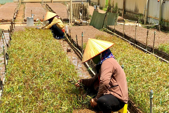 Bình Thuận trồng mới 790ha rừng