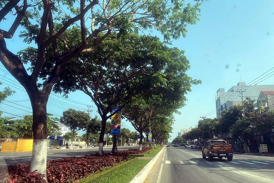 Đà Nẵng phát triển hệ thống cây xanh đô thị