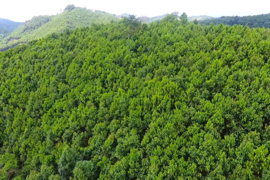 Phú Thọ: Phát triển giá trị đa dụng của hệ sinh thái rừng