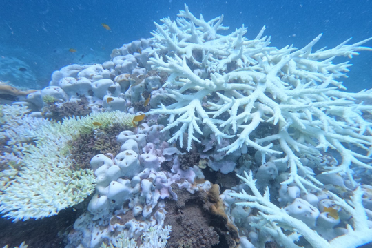 Phần lớn điểm xem san hô tại Vườn Quốc gia Côn Đảo tạm dừng hoạt động trong 2 tháng