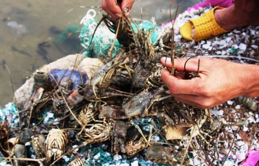 Phú Yên: Tìm ra nguyên nhân khiến tôm hùm và cá chết hàng loạt