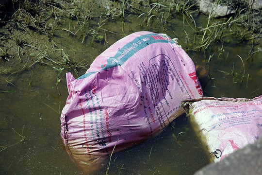 Quảng Bình: Chôn lấp số lợn chết bị vứt bừa bãi ra đồng