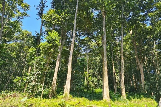 Bình Định đẩy mạnh phong trào trồng rừng gỗ lớn