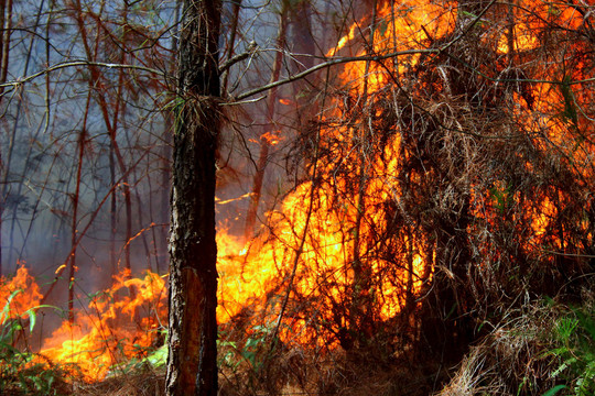 Nghệ An cảnh báo cháy rừng đến cấp cực kỳ nguy hiểm