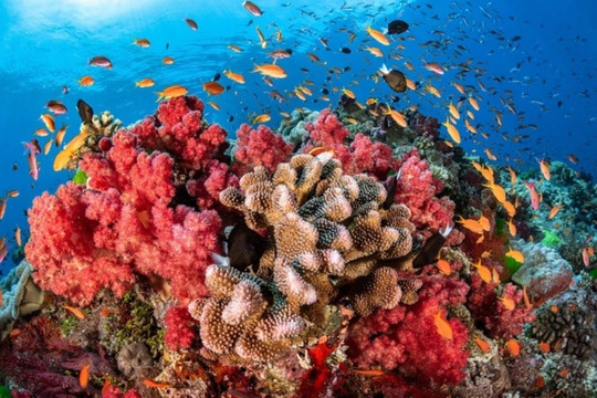 Bảo tồn rạn san hô, Mỹ xóa nợ 35 triệu USD cho Indonesia