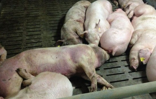 Thủ tướng Chính phủ yêu cầu thực hiện nghiêm các biện pháp phòng, chống bệnh Dịch tả lợn Châu Phi