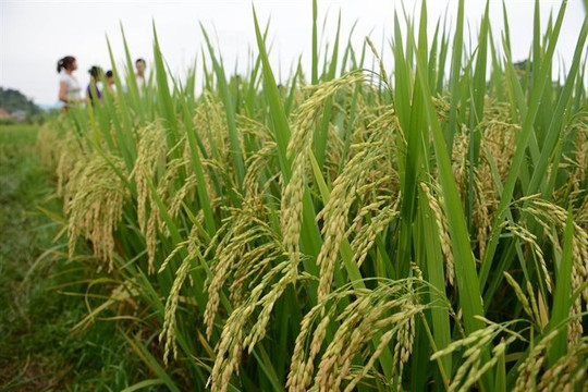 Đẩy nhanh tiến độ triển khai Đề án 1 triệu ha lúa chất lượng cao, phát thải thấp