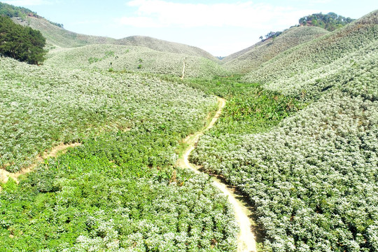 Tái canh cây cà phê thích ứng với biến đổi khí hậu ở Sơn La