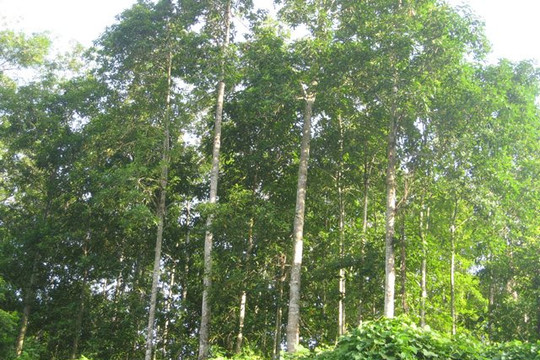 Hà Giang: Hơn 457.000ha rừng được chi trả dịch vụ môi trường