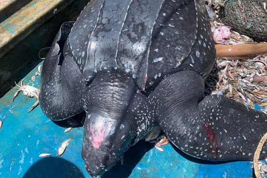 Quảng Nam: Thả cá thể rùa da quý hiếm nặng gần 200kg về biển 