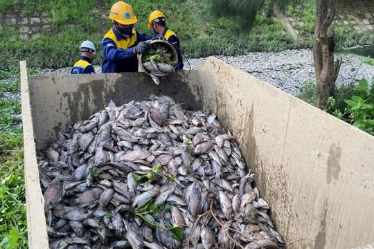Đà Nẵng: Điều tra tình trạng cá chết hàng loạt, bốc mùi hôi nồng nặc tại các kênh