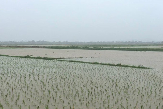Hải Phòng khẩn trương tiêu thoát nước cho hơn 400 ha lúa bị ngập sau bão