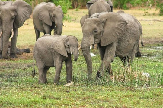 Việt Nam lên kế hoạch bảo vệ lâu dài loài voi trước đà suy giảm quần thể