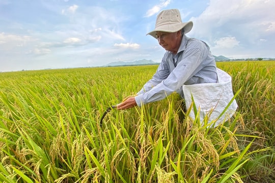 Cần Thơ: Nông dân được thưởng tiền mặt khi trồng lúa giảm phát thải 