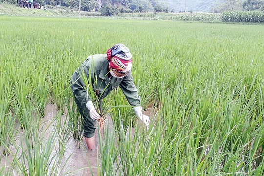 Tăng cường bảo đảm an toàn công trình thủy lợi và phòng, chống ngập lụt cho cây trồng