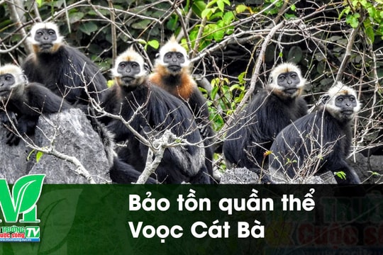 [VIDEO] Bảo tồn quần thể Voọc Cát Bà