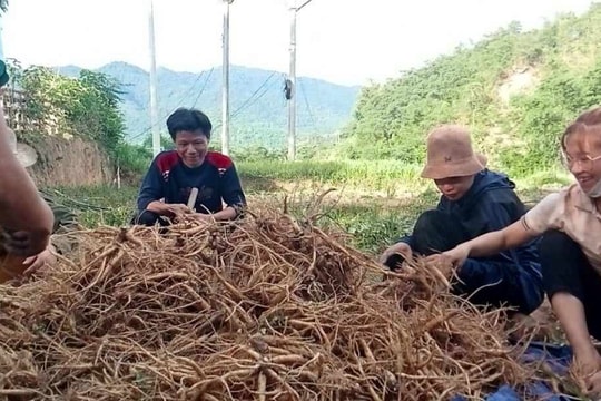 Phát triển cây dược liệu, tạo sinh kế cho bản khó vùng cao