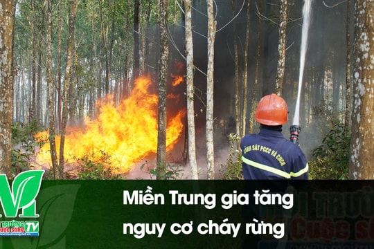 [VIDEO] Miền Trung gia tăng nguy cơ cháy rừng