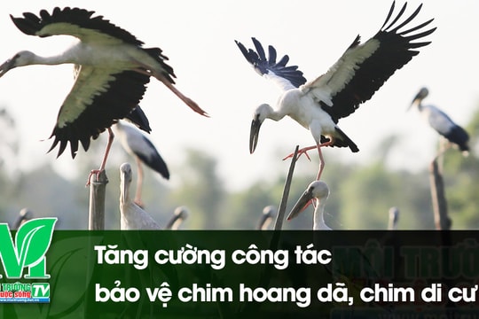 [VIDEO] Tăng cường công tác bảo vệ chim hoang dã, chim di cư