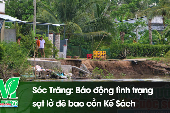 [VIDEO] Sóc Trăng: Báo động tình trạng sạt lở đê bao cồn Kế Sách